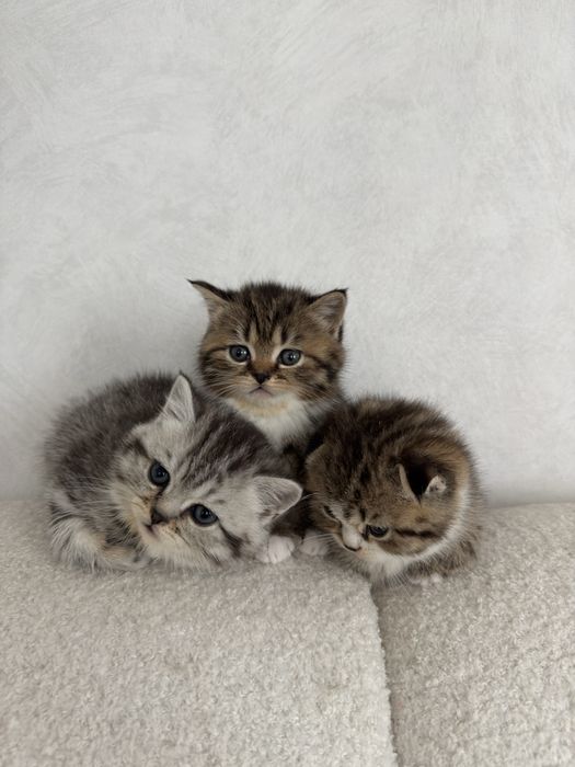 Кошенята шотландці