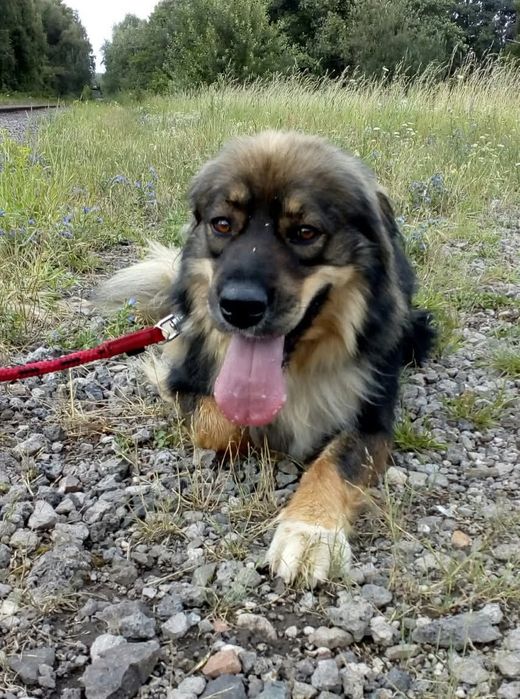 Piękna Luna do adopcji Częstochowa