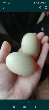 Інкубаційні яйця (індоуток, мускусної качки,шипуни)