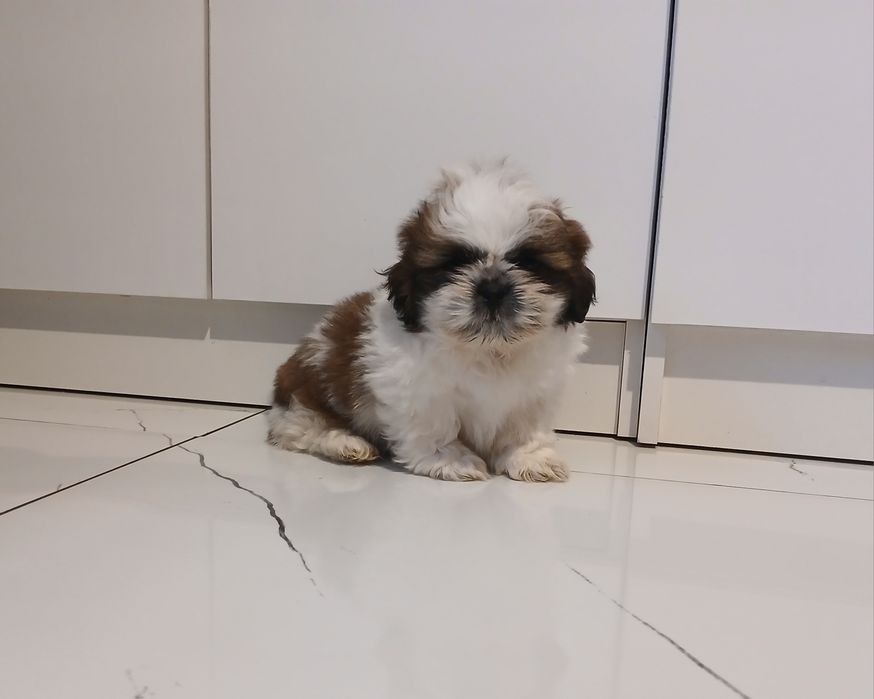 Szczeniaczek Shih-tzu z Rodowodem