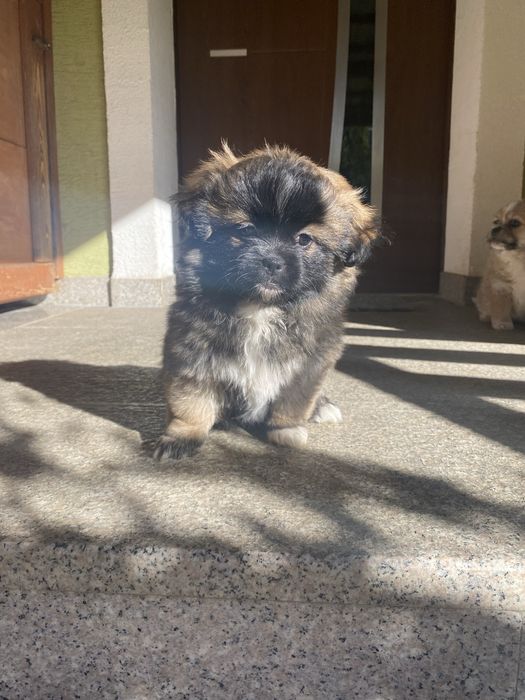 Oddam pieski w dobre rece