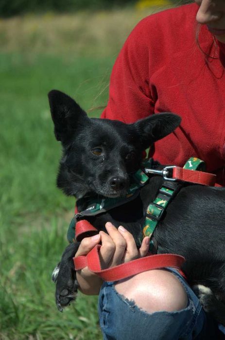 Ptysia - ostrożna, malutka i delikatna sunia do adopcji.