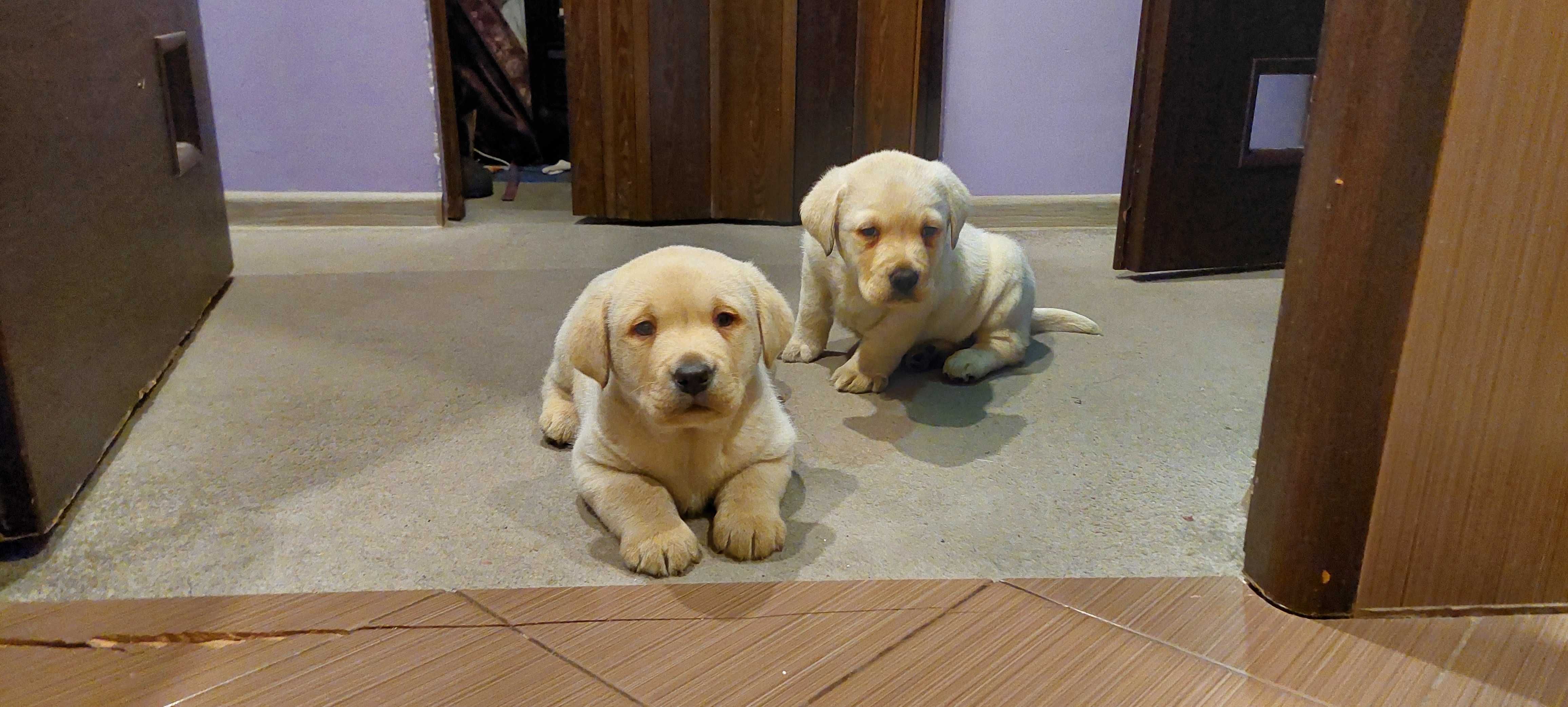 Labrador retriever czarne biszkoptowe Labradory Rasowe
