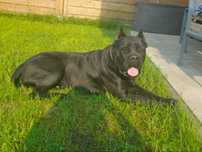 Cane Corso suczka hodowlana FCI ze wschodu