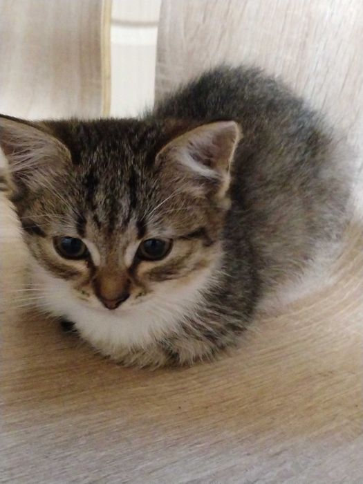 Віддамо пухнастиків