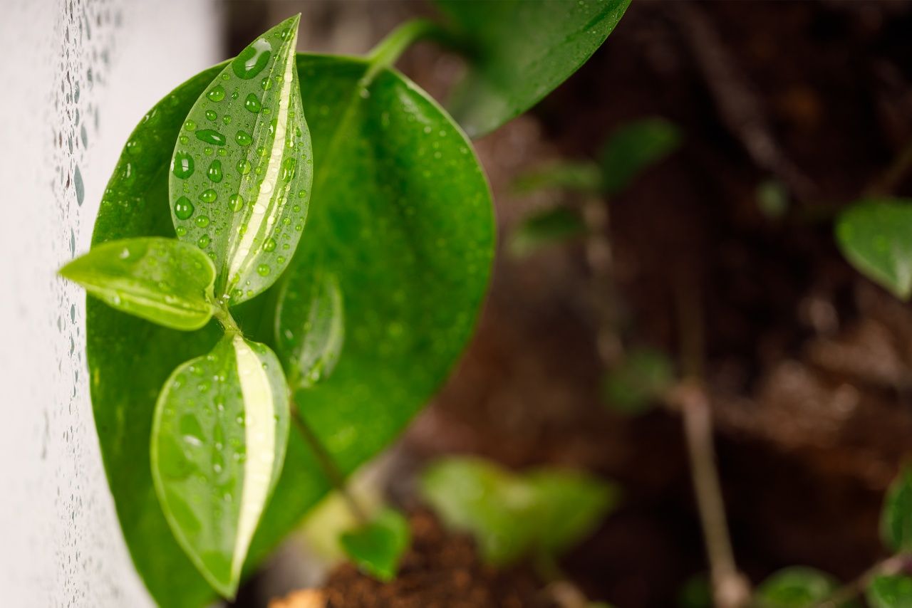 Terrarium tropikalne aktywne biologicznie