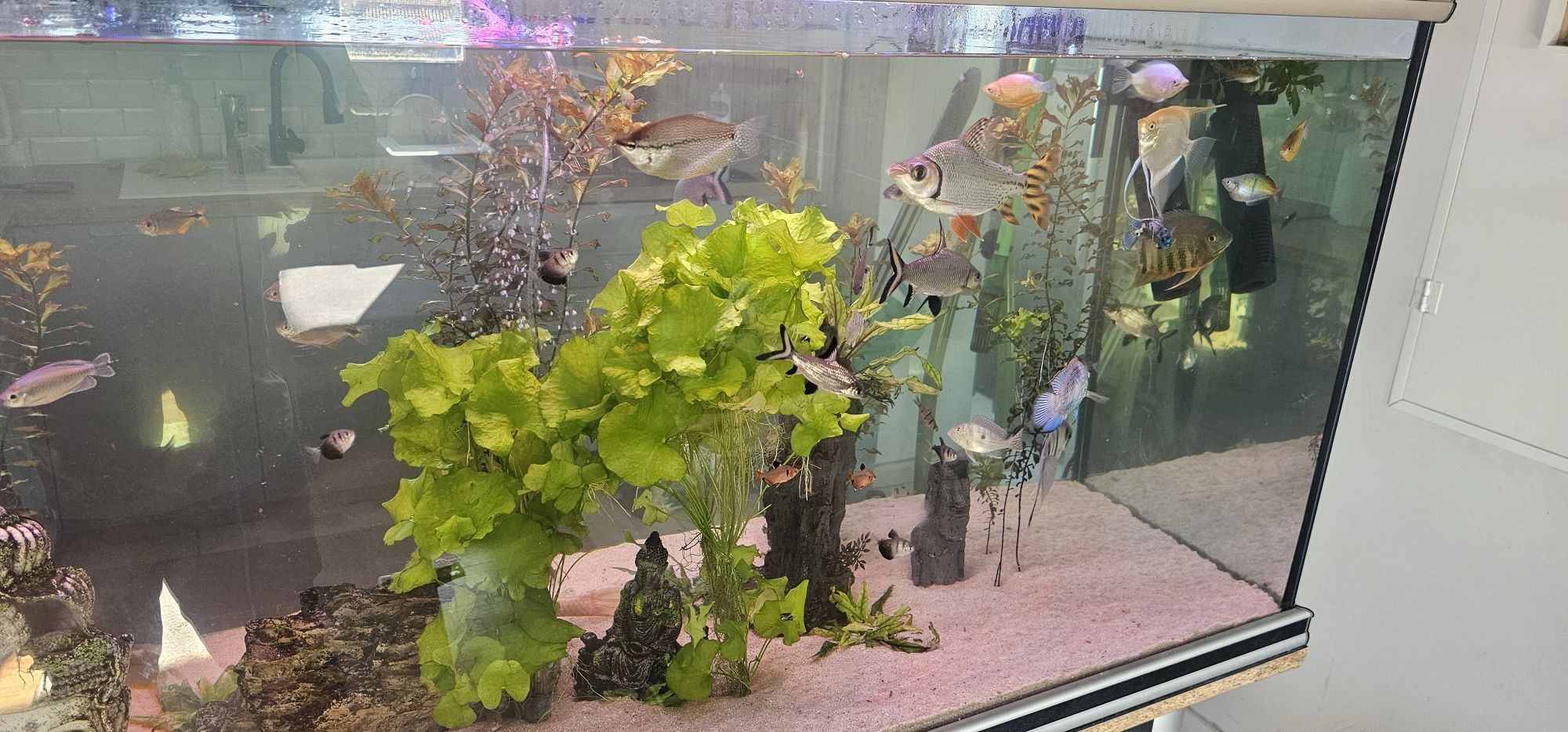 Aquário aqualantis