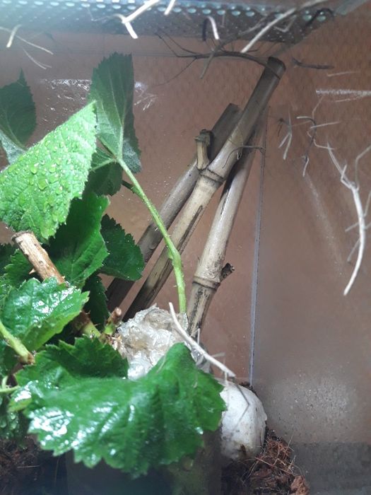 Patyczak czerwonoskrzydly młody