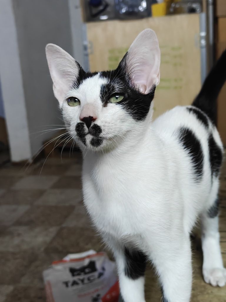 Gatos para adoção