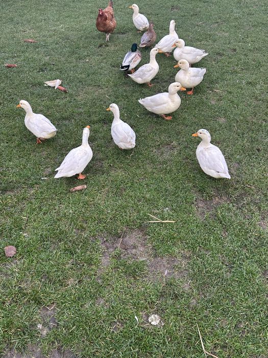 Sprzedam Kaczki i Kaczory Kanadyjki