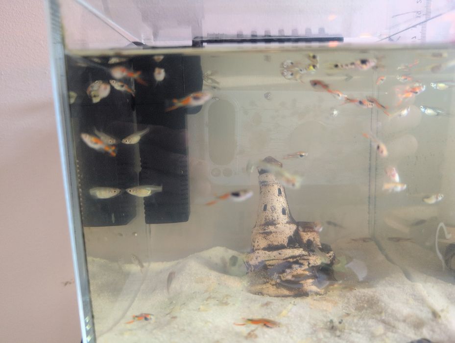 Sprzedam rybki gupiki pawie oczko