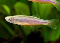 GB Danio Tęczowy, Danio Tęczowe - dowóz ryb!