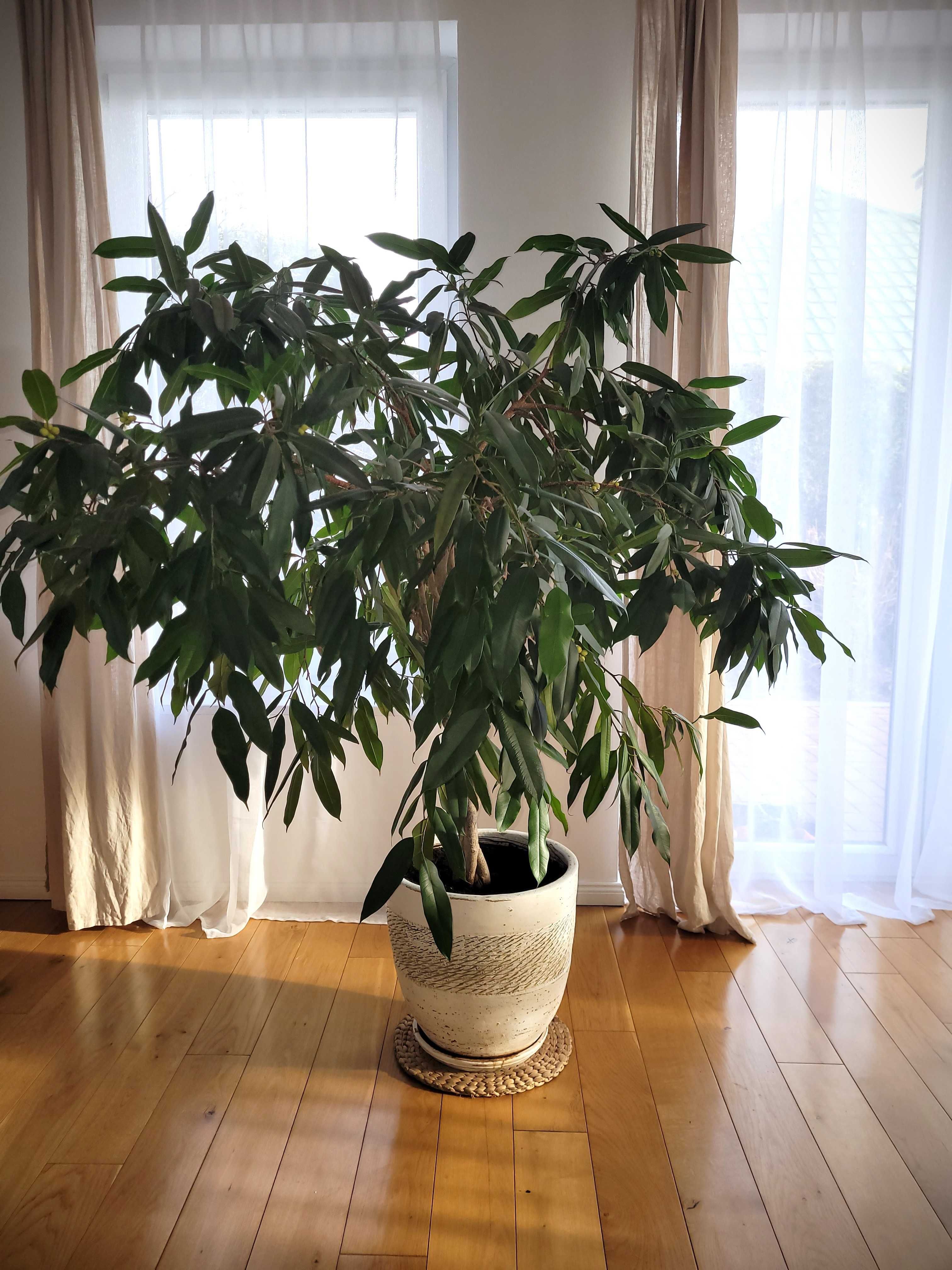 Ficus 160 cm wysokość