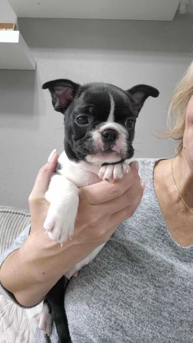 BOSTON TERRIER , Terra platino , samiec RAYAN, ZKwP/FCI