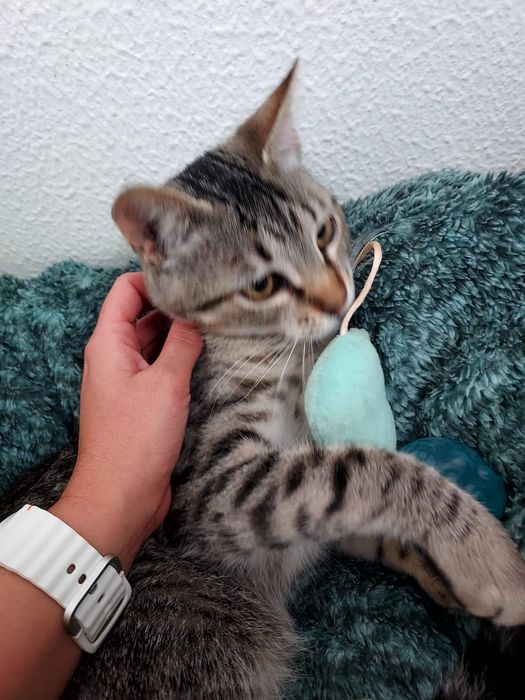 Gato meigo para adoção