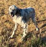 Setter inglês com 9 meses