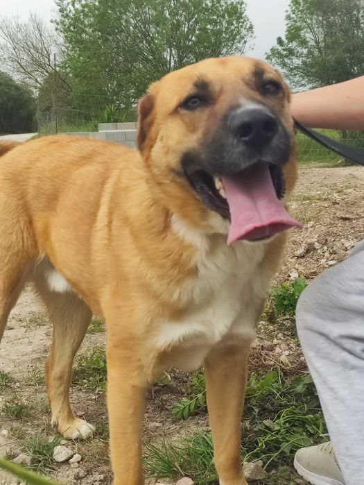 Perdido - cão médio grande para adoção