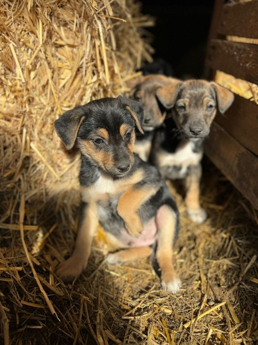 Oddam szczeniaki w dobre ręce (pieski)