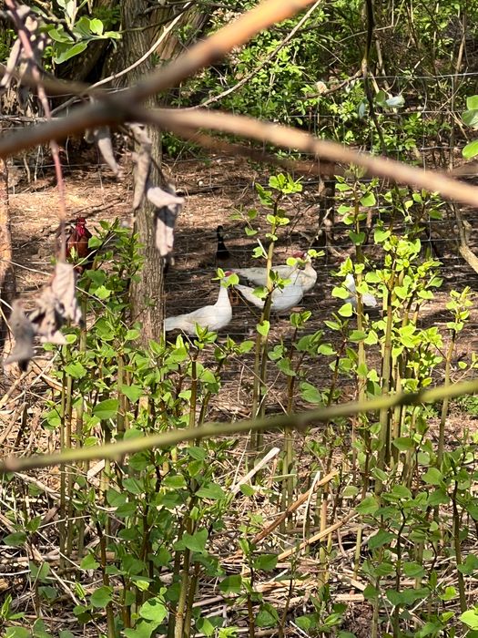 Eko Jaka swojskie z naturalnego howu bez paszy