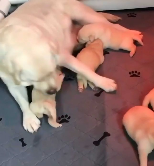 Szczeniak Labradora biszkopcik do domku