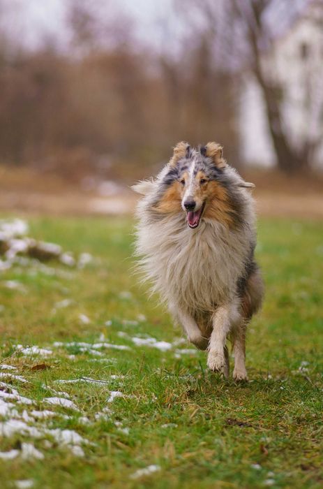 Owczarek szkocki długowłosy Collie, szczeniak gotowy do odbioru