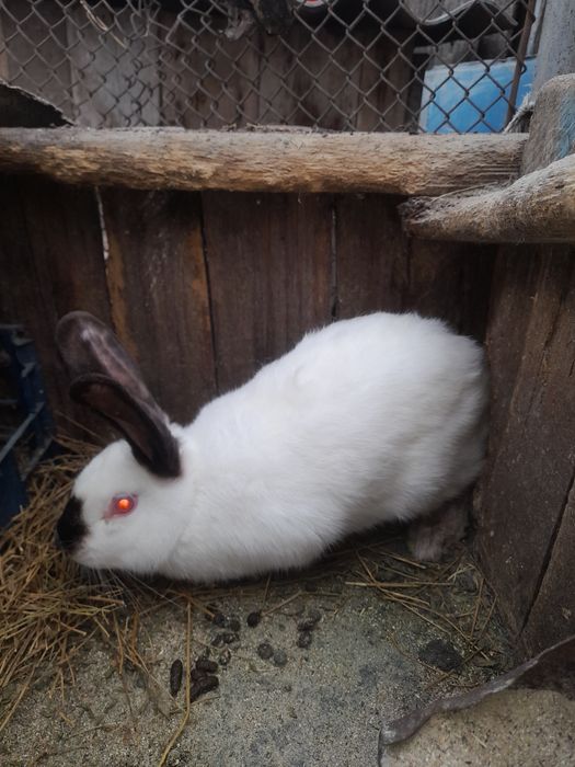 Продам кроликів різного віку