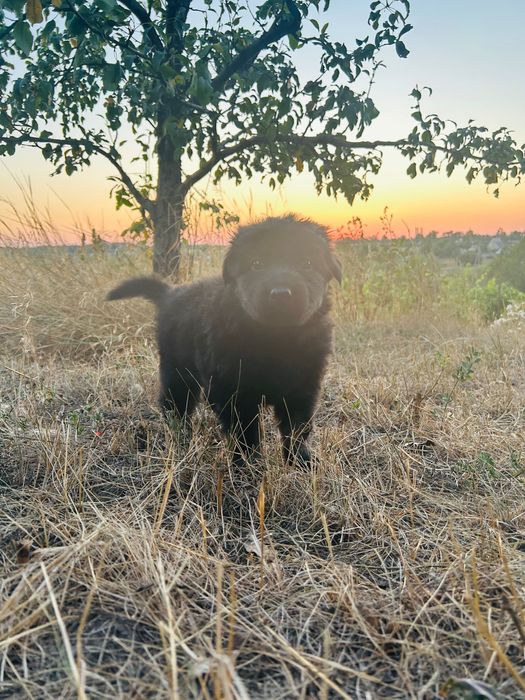 Продам цуценят німецької овчарки