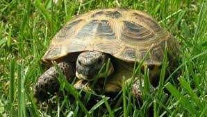 Ищу Самца Сухопутная черепаха