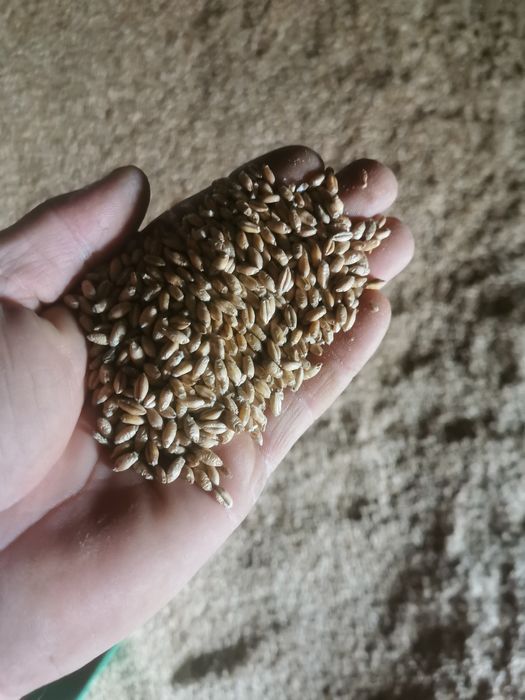 pszenżyto ozime 750 zł