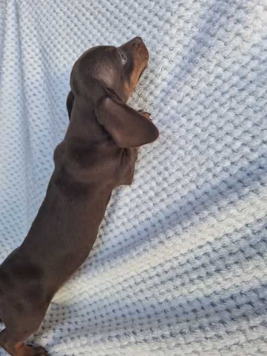 Piesek Jamnik Krótkowłosy czekoladowy