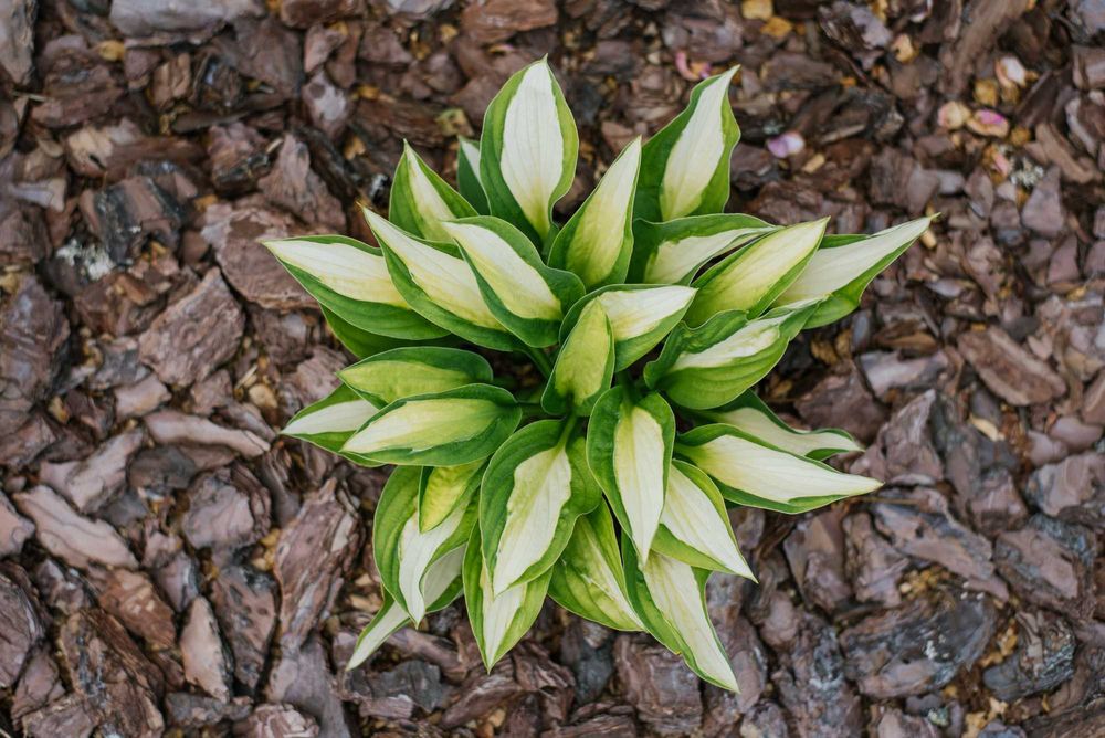 Funkia/Hosta – różne kolory i odmiany liści, SZKÓŁKA, doniczkowana
