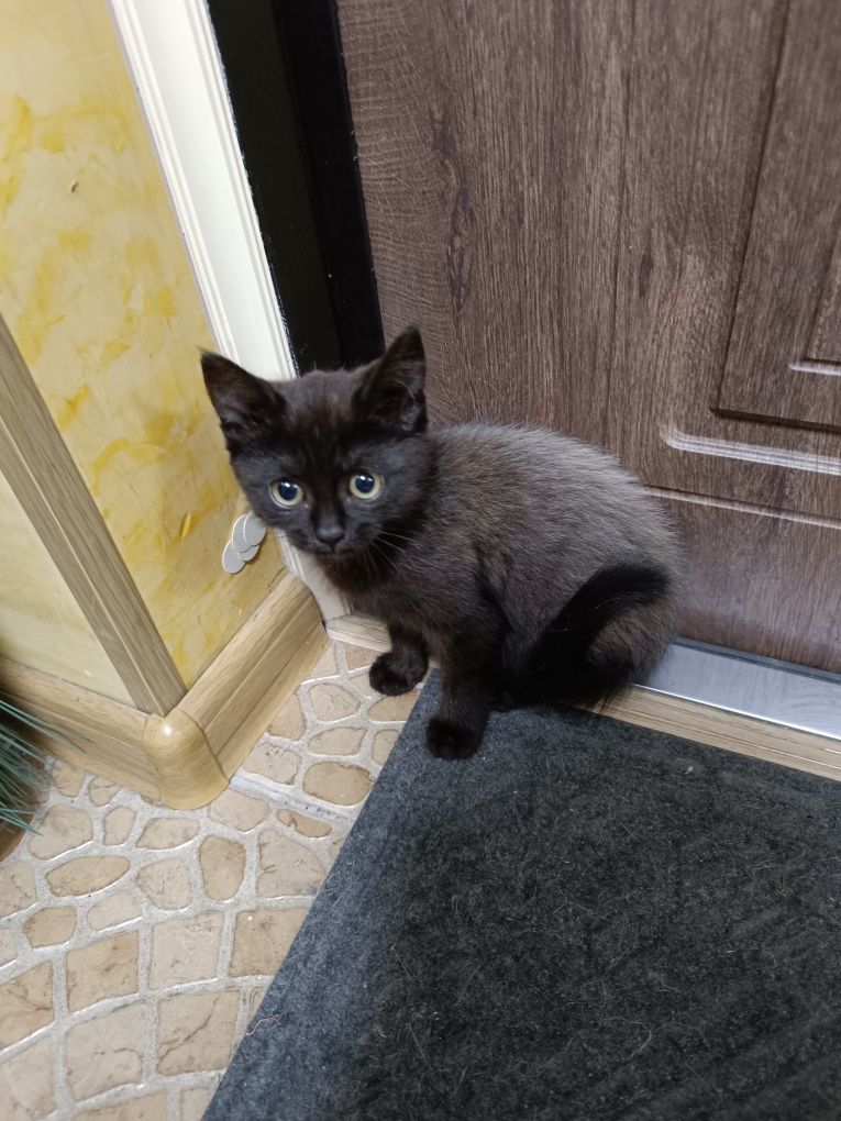 Віддам хороших і ніжних кошенят