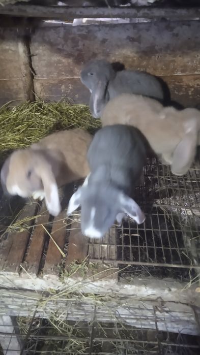 Кролики французький баран