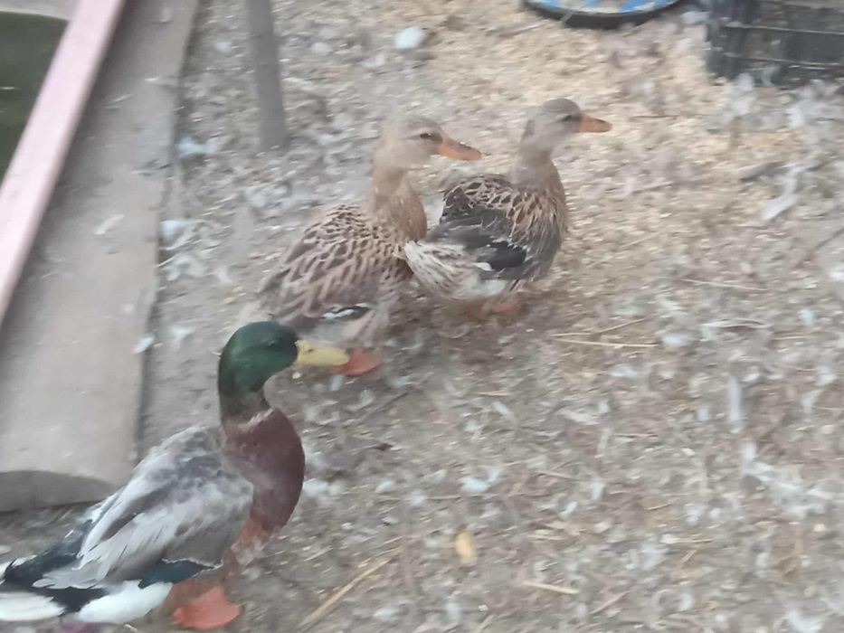 Vende-se patos reais