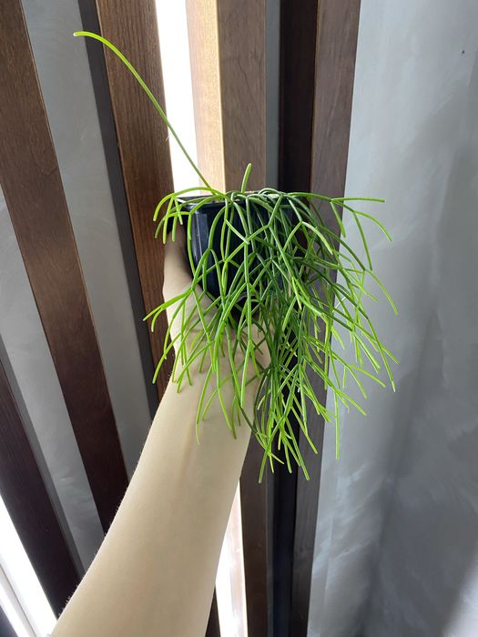 Рипсаліс, лісовий кактус