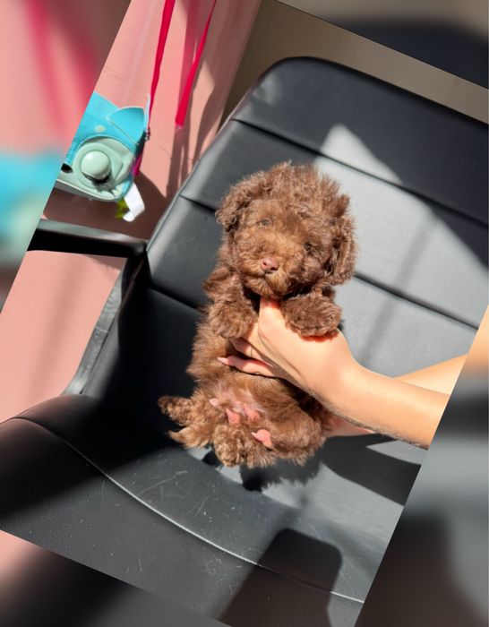 Грайливий хлопичк той пуделя