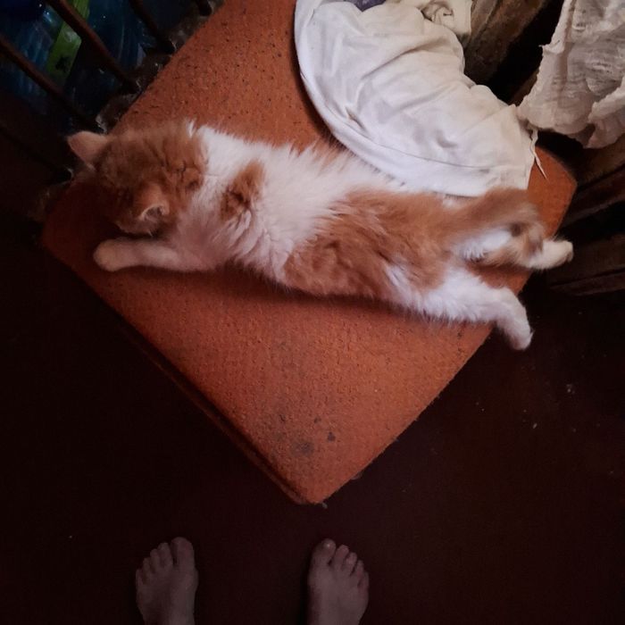 Пропало кошеня Йося