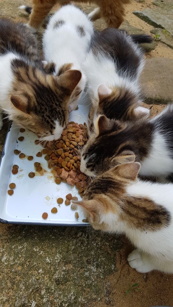 Przekażę kotki do adopcji