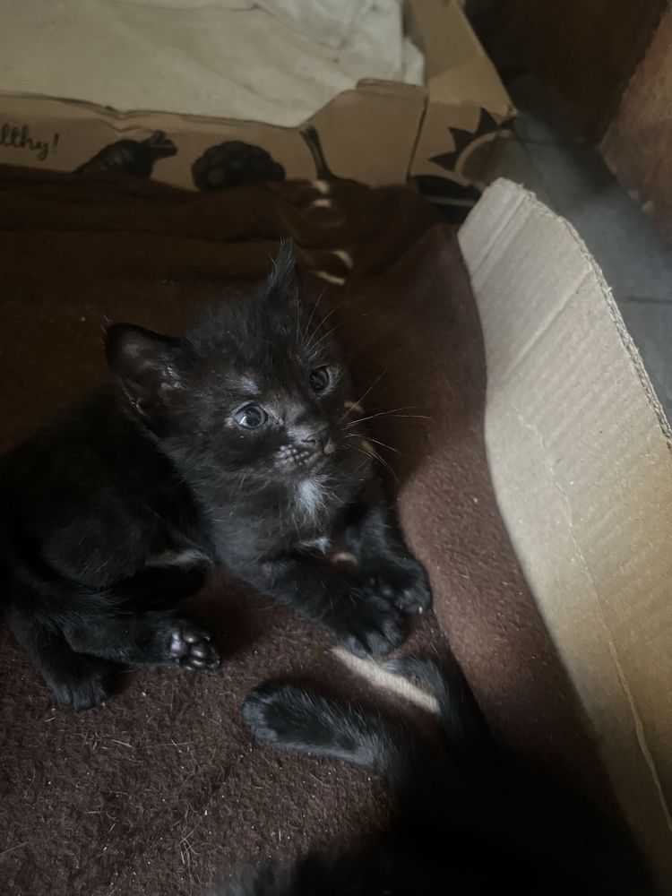 Gatinhos para adoção responsável