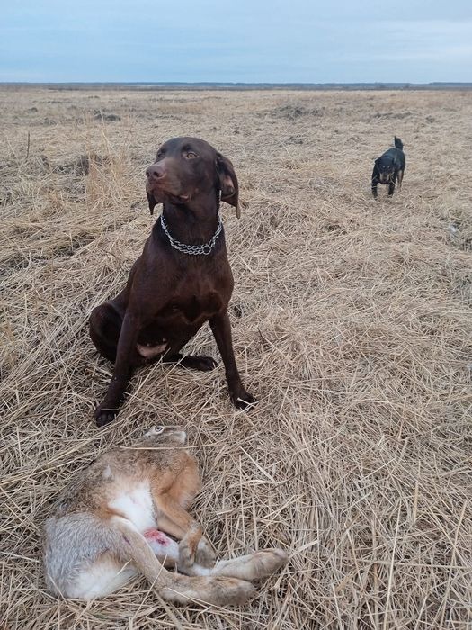 Курцхаар у добрі руки