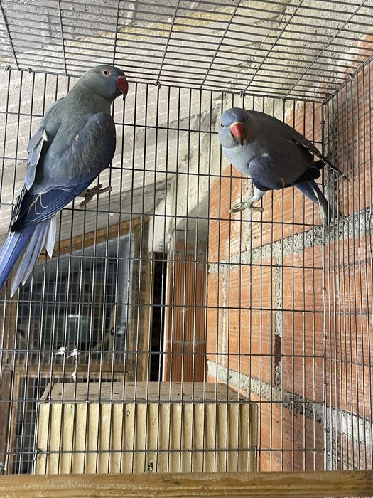 Ringneck Esmeralda * VENDA URGENTE*