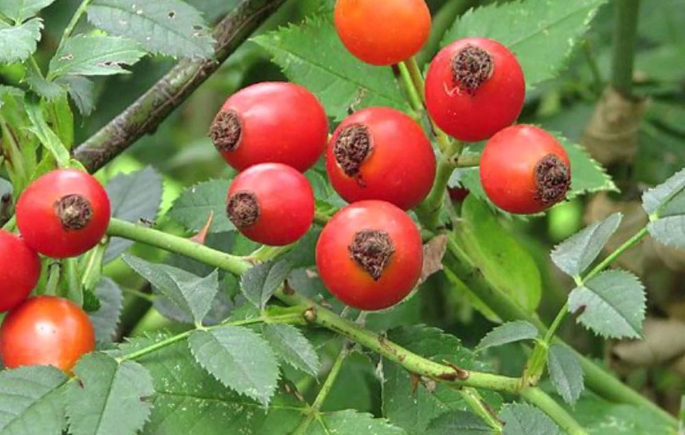 Продаємо свіжу домашню шипшину