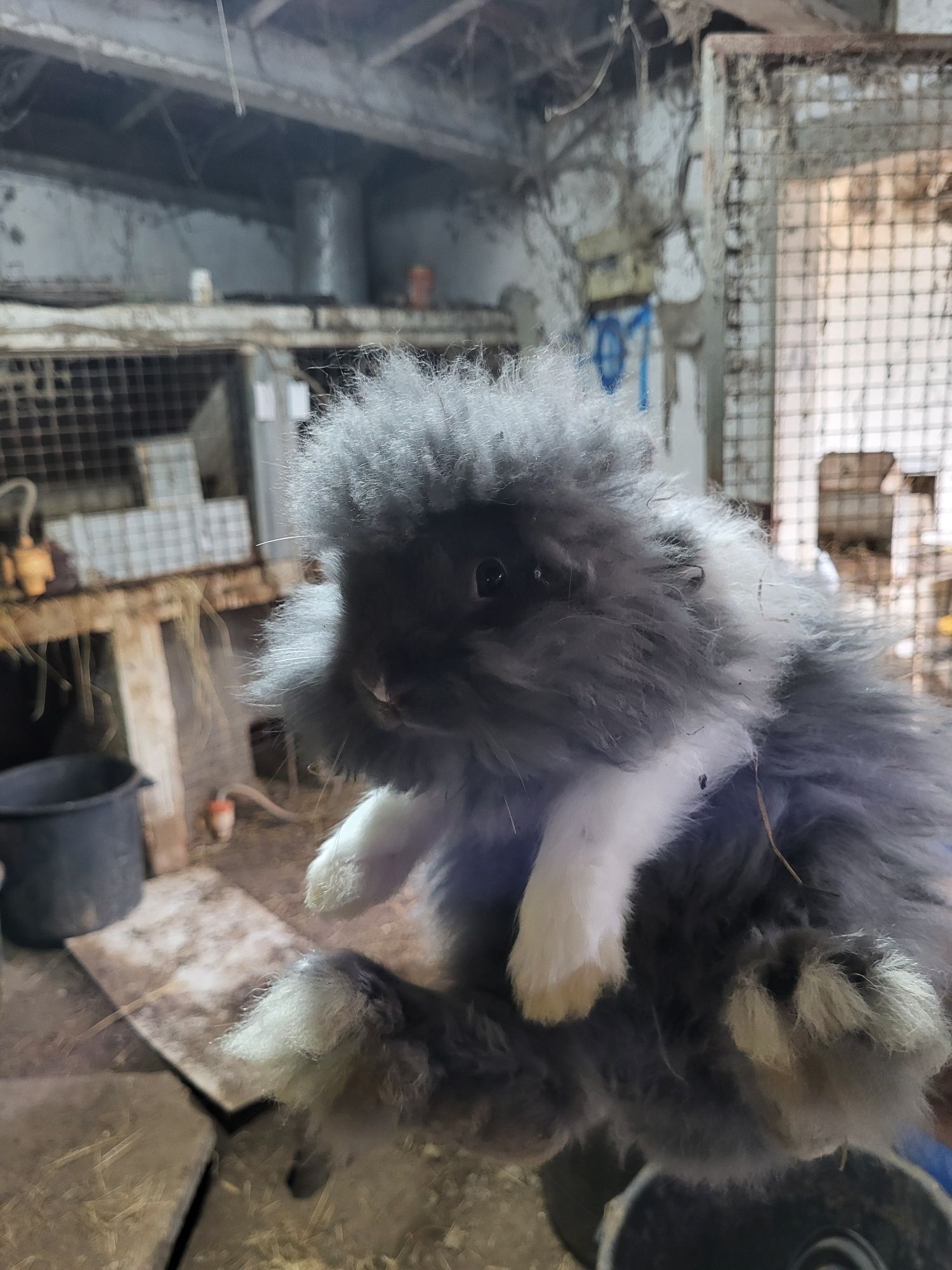 Coelhos anões  de pelo comprido