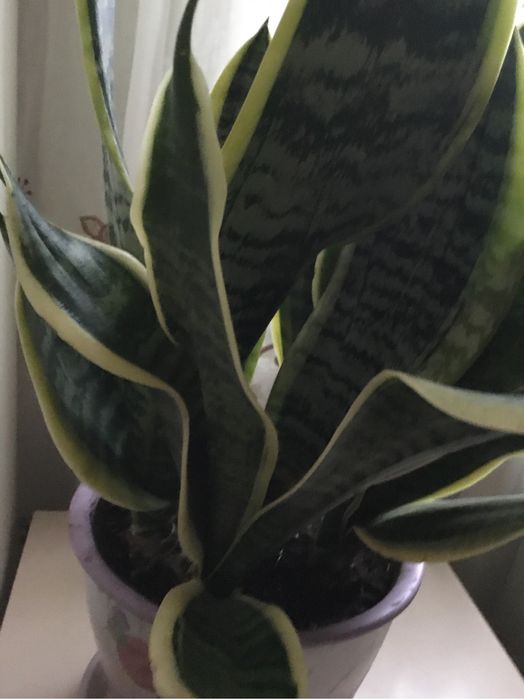 Сансевієрія молодий кущ