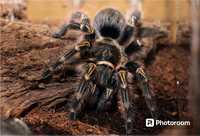 Паук Grammostola aureostriata молодые самки