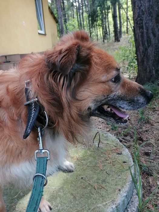 DIEGO duży pies szuka domu