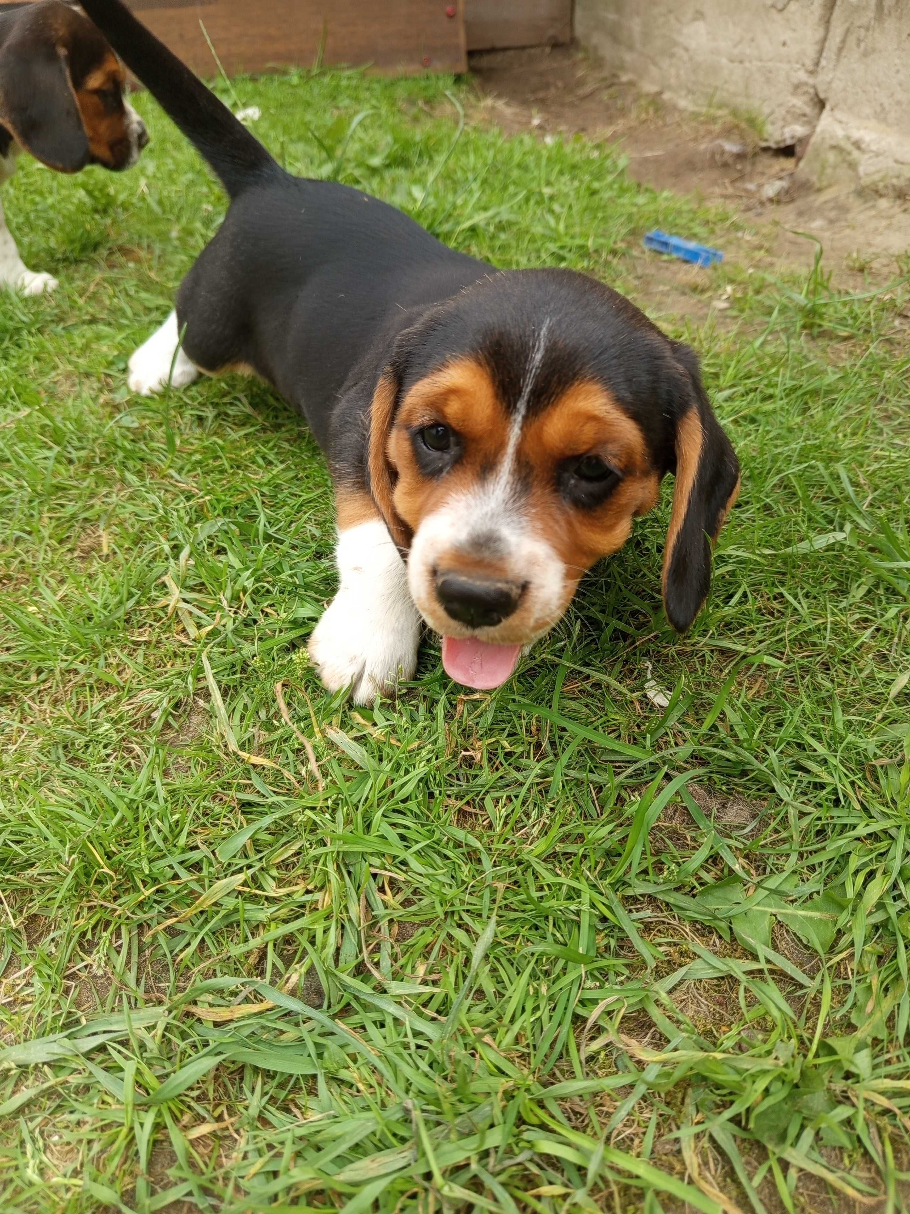 Szczeniak beagle