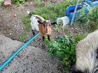 Vendo casal Cabras Anãs