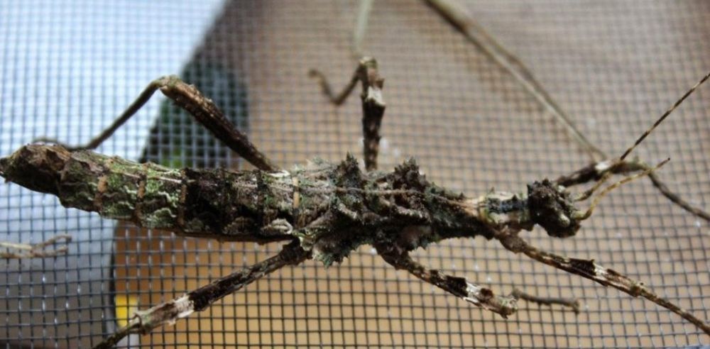 Mystery box z owadami