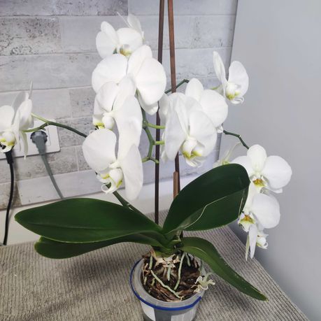 Орхидея шикарная белая